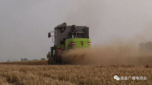 收獲的季節 鶴壁田間小麥大豐收繁忙景象