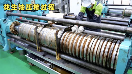揭秘花生加工廠,原來花生油是這樣壓榨出來的,又長見識了