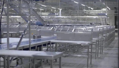 牛來了 柳疃鎮(zhèn)雅拉生態(tài)食品產(chǎn)業(yè)園進口肉牛屠宰加工能力不斷提升