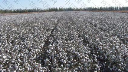 1.9億!這家紡織龍頭轉讓在疆擁3座加工廠和20萬畝棉田的公司股權