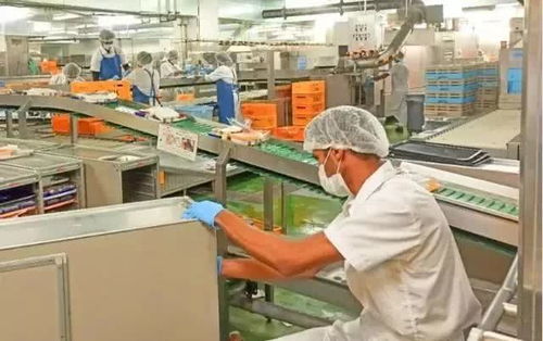 揭秘日本飛機餐加工廠 嚴苛標準下的高薪真相與產業現狀